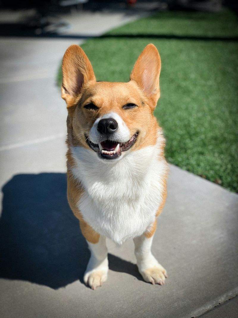 Paw Haven Pet Care - Image 1