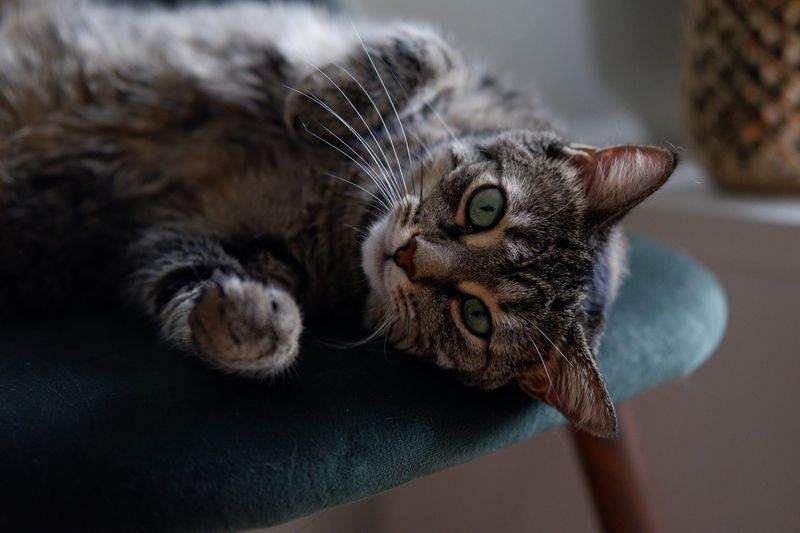Paw Haven Pet Care - Image 10
