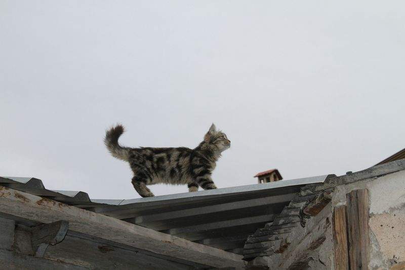 Paw Haven Pet Care - Image 12