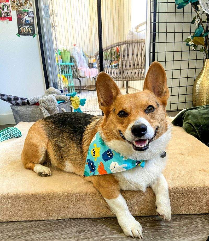 Paw Haven Pet Care - Image 13