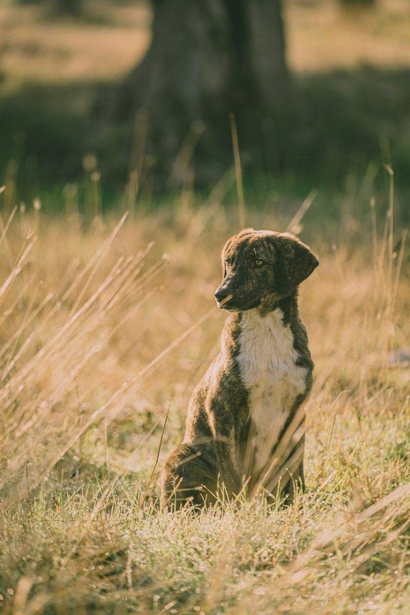 Paw Haven Pet Care - Image 14
