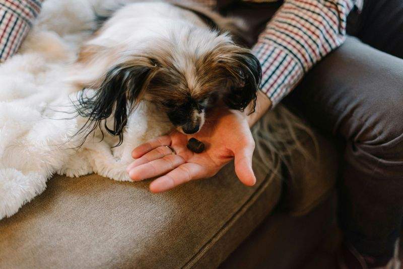 Paw Haven Pet Care - Image 15