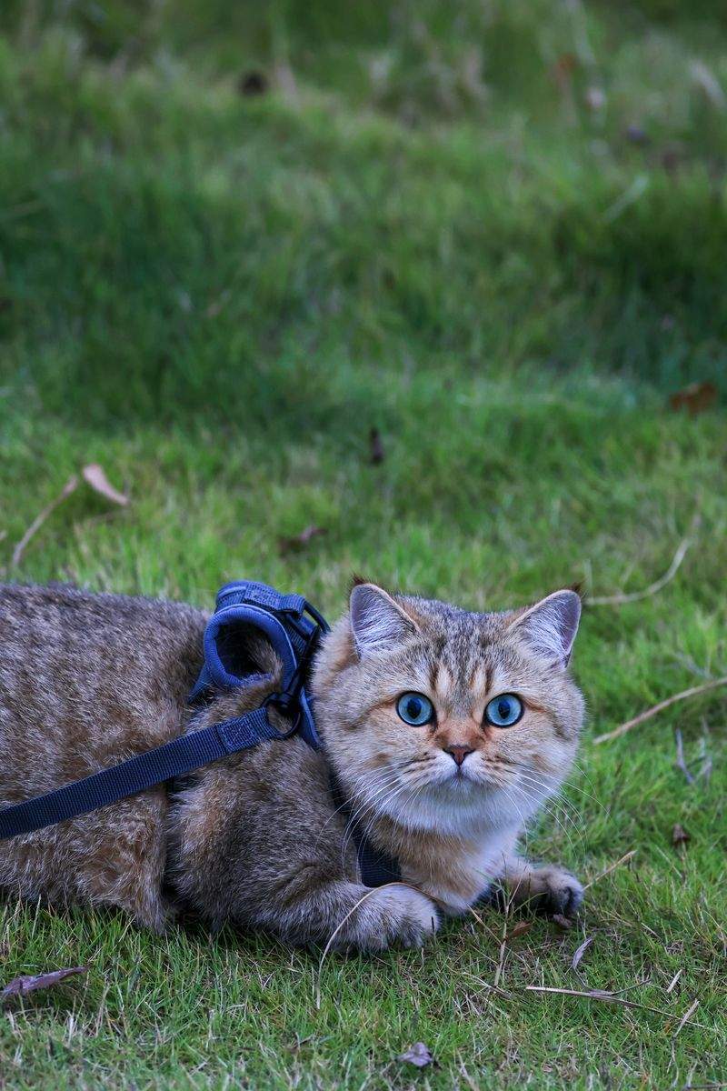 Paw Haven Pet Care - Image 2