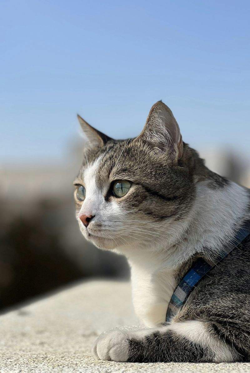 Paw Haven Pet Care - Image 5