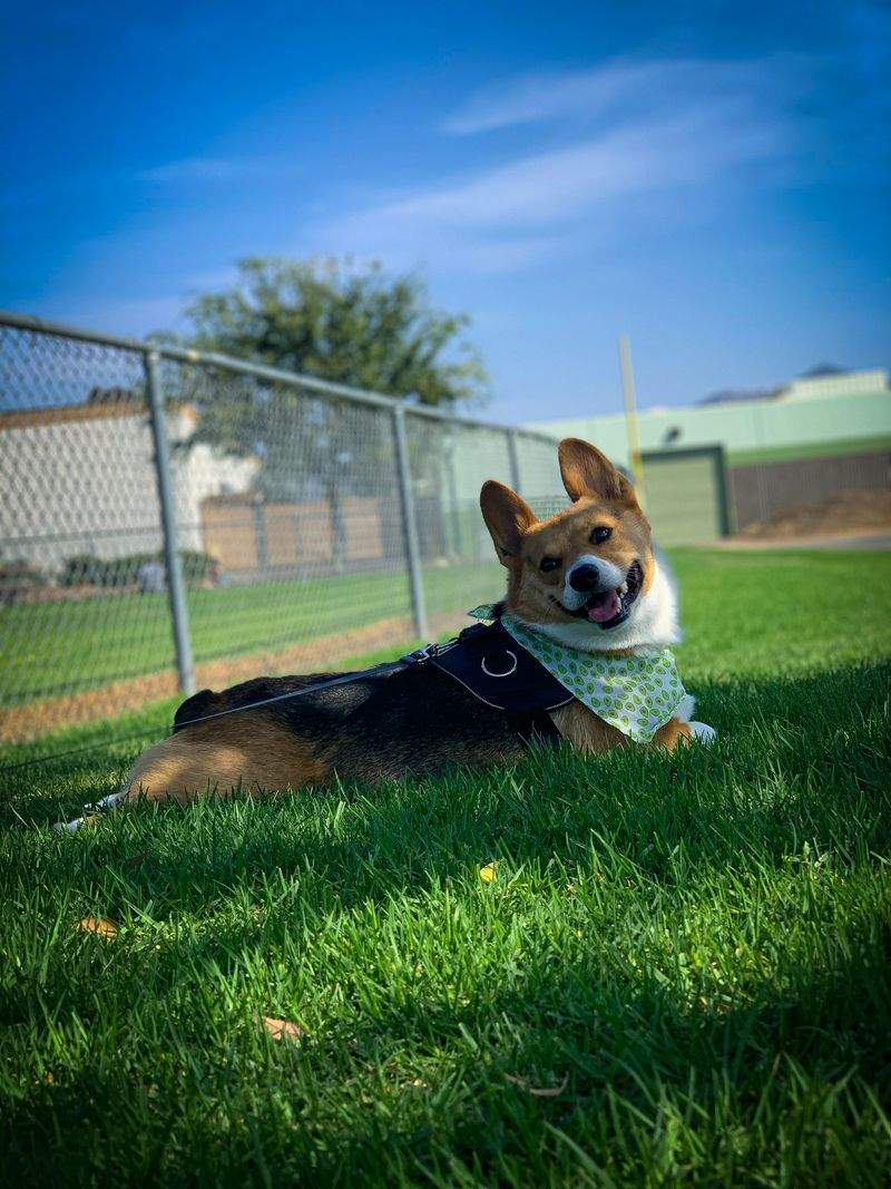 Paw Haven Pet Care - Image 6
