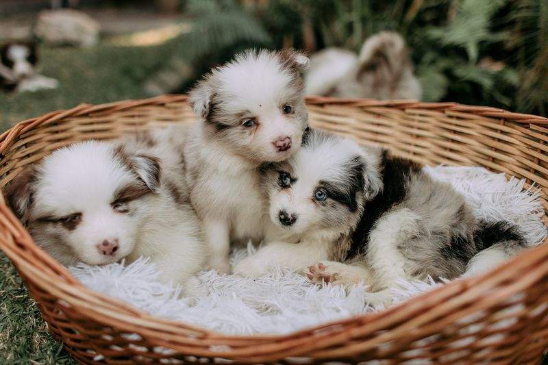 Paw Haven Pet Care - Image 7