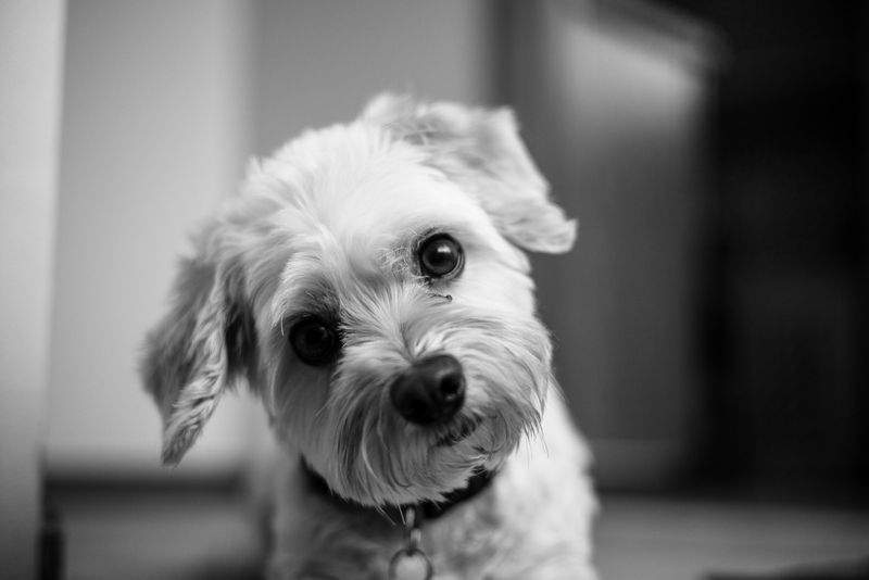 Paw Haven Pet Care - Image 8