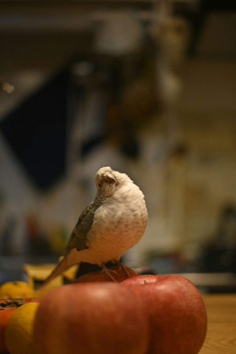 Veterinary Services